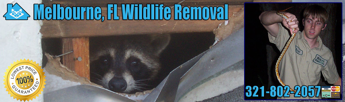 Melbourne Wildlife and Animal Removal